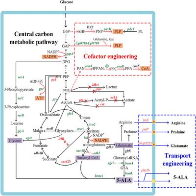 Natural 5-Aminolevulinic Acid: Sources, Biosynthesis, Detection and Applications